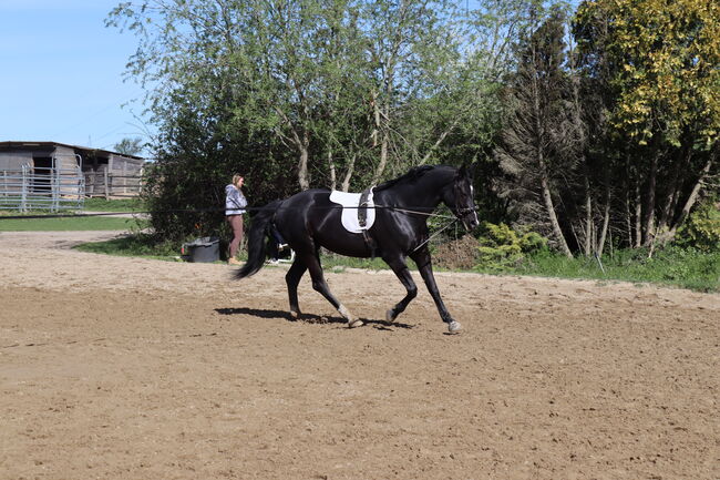 gehobenes Freizeitpferd, Lea, Horses For Sale, Leobendorf, Image 3