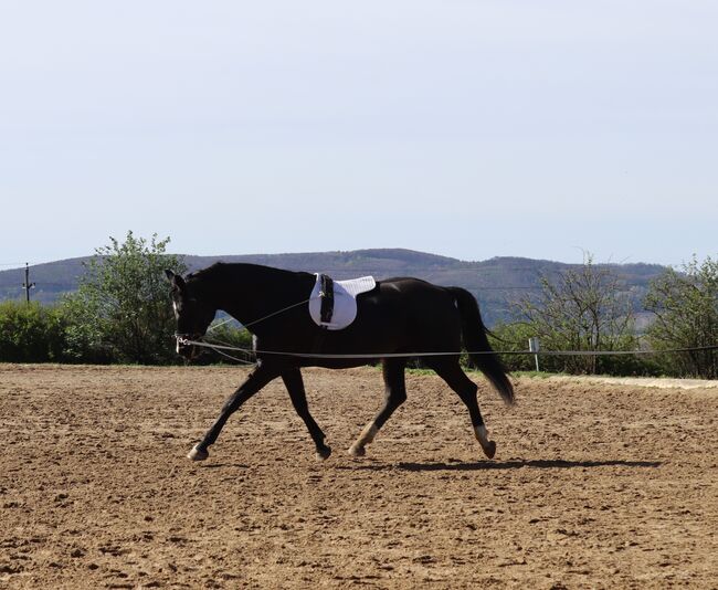 gehobenes Freizeitpferd, Lea, Horses For Sale, Leobendorf, Image 2