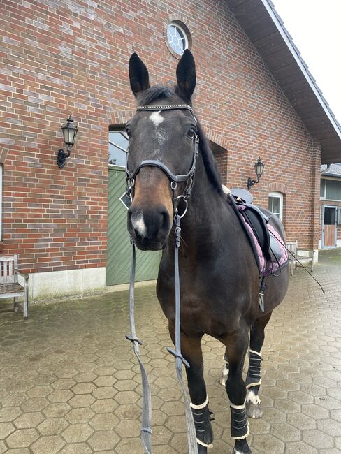 Gehobenes Freizeitpferd zu verkaufen, Sophie , Horses For Sale, Barsbüttel