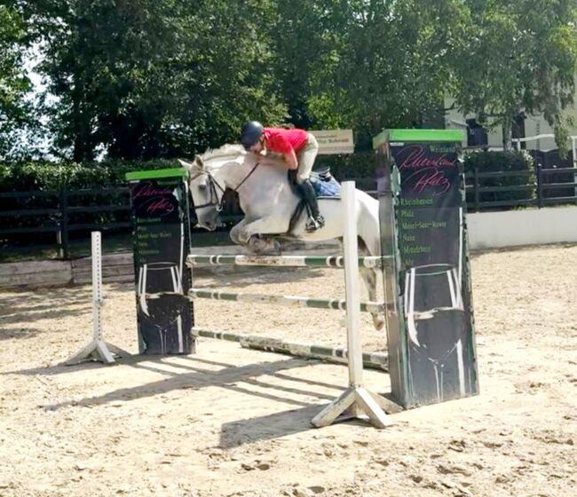 M Springpferd Vielseitigkeitspferd Lehrpferd Familienpferd Dressurpferd, Cinje, Horses For Sale, Hennef (Sieg)