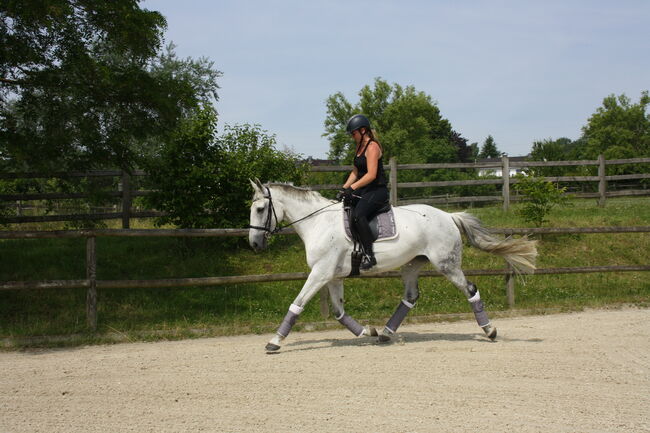 M Springpferd Vielseitigkeitspferd Lehrpferd Familienpferd Dressurpferd, Cinje, Horses For Sale, Hennef (Sieg), Image 4