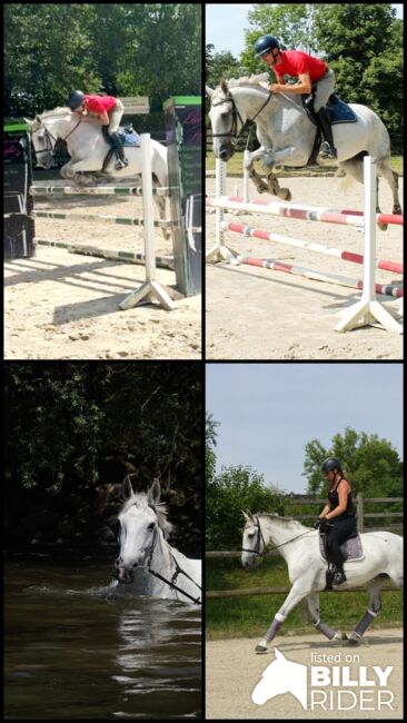 M Springpferd Vielseitigkeitspferd Lehrpferd Familienpferd Dressurpferd, Cinje, Horses For Sale, Hennef (Sieg), Image 5