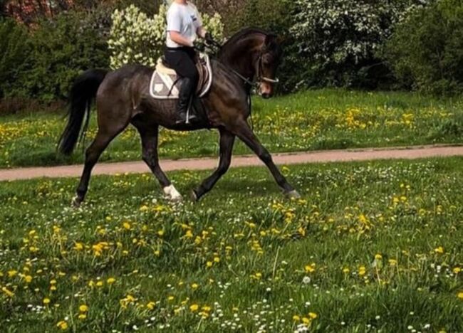 M Springpferd, Feldler V, Horses For Sale, Achberg, Image 3