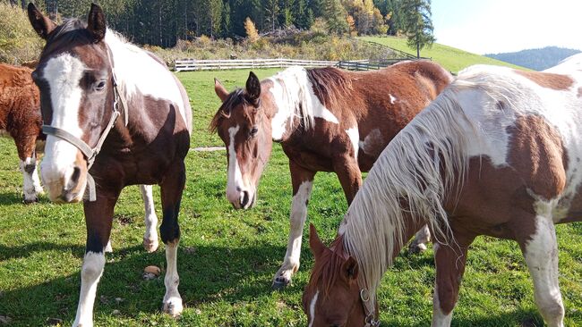 Paint Jährling, Tania Stauder, Horses For Sale, Sarntal, Image 2