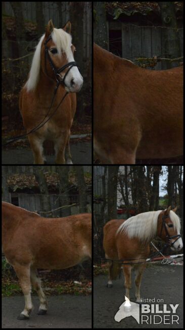 Vielseitiger, gefahrener Haflinger sucht neues Zuhause, F.L, Horses For Sale, Würzburg, Image 5