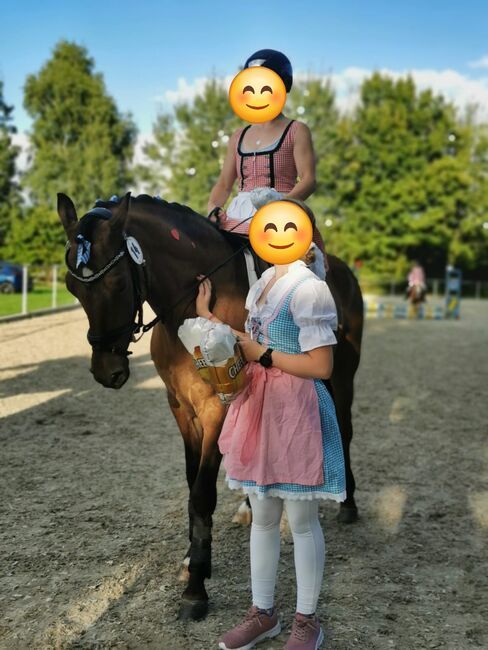Vielseitiger Lehrmeister für alle Sparten, Annika, Horses For Sale, Dorsten, Image 3