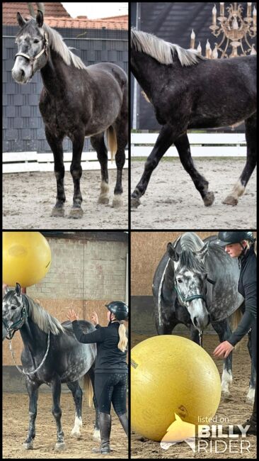 Vielseitig einsetzbarer, kräftiger Wallach abzugeben, Kerstin Rehbehn (Pferdemarketing Ost), Horses For Sale, Nienburg, Image 8