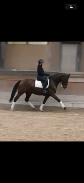 Nachwuchspferd vielseitig veranlagt direkt vom Züchter, Ehlert, Horses For Sale, Lauterbach, Image 5