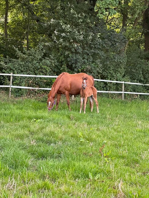 Vielseitiger Quarter Horse Stutjährling mit tollem Charakter, Kerstin Rehbehn (Pferdemarketing Ost), Horses For Sale, Nienburg, Image 3