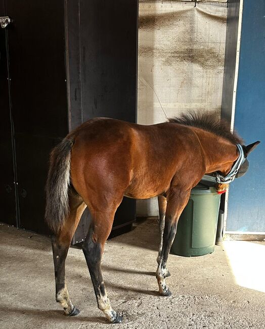 Vielseitiger Quarter Horse Stutjährling mit tollem Charakter, Kerstin Rehbehn (Pferdemarketing Ost), Horses For Sale, Nienburg, Image 12