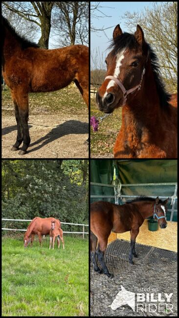 Vielseitiger Quarter Horse Stutjährling mit tollem Charakter, Kerstin Rehbehn (Pferdemarketing Ost), Horses For Sale, Nienburg, Image 15