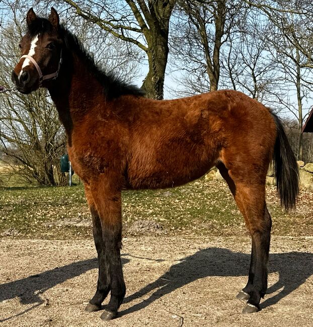 Vielseitiger Quarter Horse Stutjährling mit tollem Charakter, Kerstin Rehbehn (Pferdemarketing Ost), Horses For Sale, Nienburg