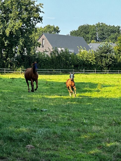 Vielseitiger Quarter Horse Stutjährling mit tollem Charakter, Kerstin Rehbehn (Pferdemarketing Ost), Horses For Sale, Nienburg, Image 14