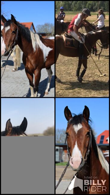 vielseitige Stute, Kronwitter Petra , Horses For Sale, Mainbernheim, Image 6