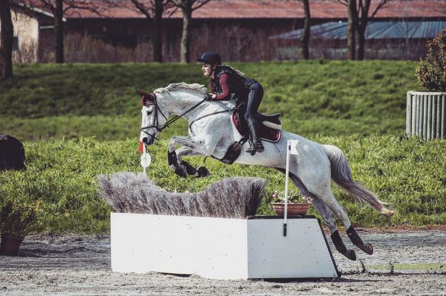 Vielseitige Stute zu verkaufen, Nina Rösch, Horses For Sale, Jaberg, Image 2