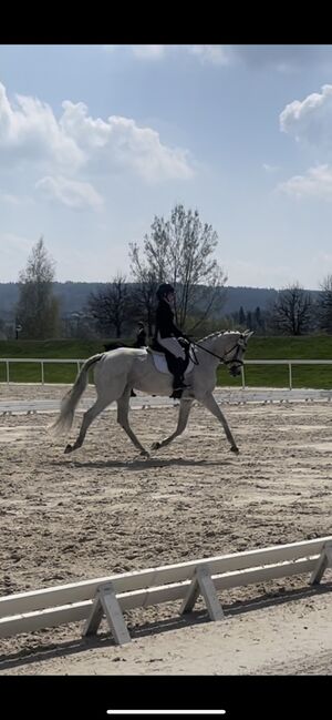 Vielseitige Stute zu verkaufen, Nina Rösch, Horses For Sale, Jaberg, Image 3