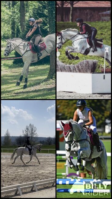 Vielseitige Stute zu verkaufen, Nina Rösch, Horses For Sale, Jaberg, Image 7