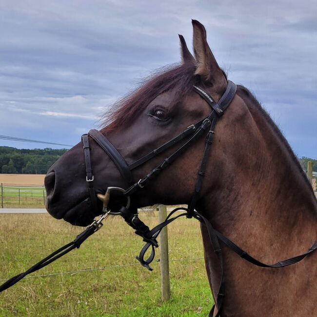Werde Teil der Ausbildung einer talentierten Ponystute!, Anni, Horse Sharing, Ehningen, Image 3