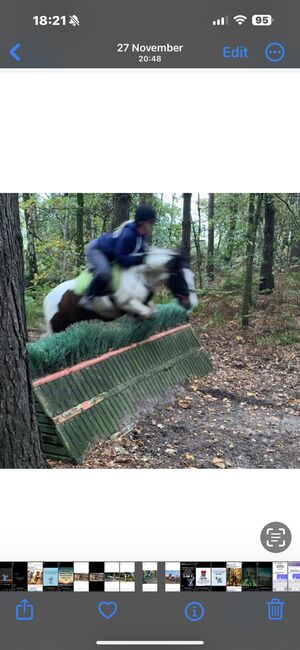 Mac the mini cob, Michelle Statham, Horses For Sale, Altrincham , Image 6