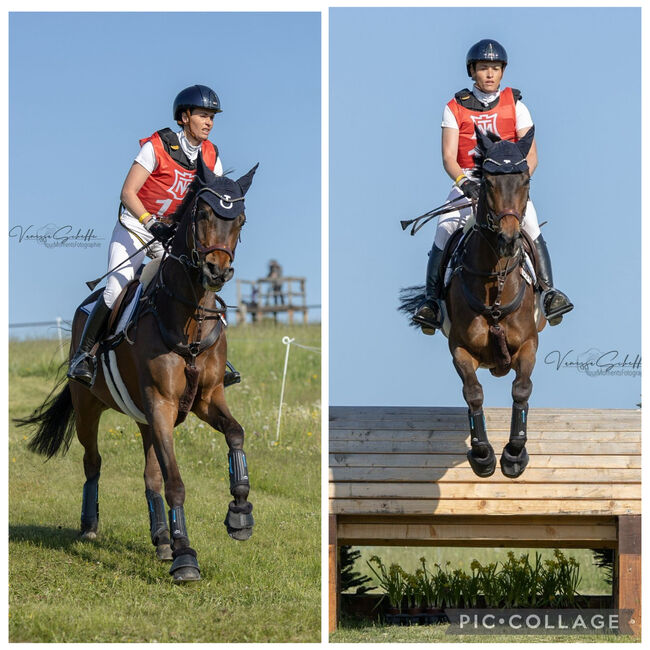 Macis AS ein 8-jähriger Trakehner Wallach, Giulia , Konie na sprzedaż, Neitersen 