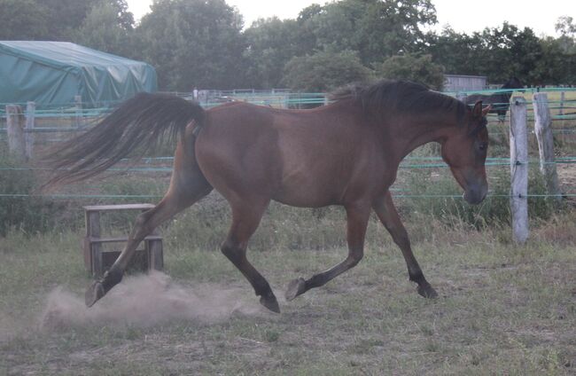 Menschenbezogener Vollblutaraberwallach 2014, Mariel Drögemüller, Horses For Sale, Neetze, Image 15