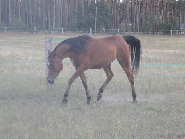 Menschenbezogener Vollblutaraberwallach 2014, Mariel Drögemüller, Horses For Sale, Neetze, Image 10