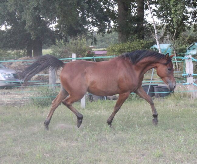 Menschenbezogener Vollblutaraberwallach 2014, Mariel Drögemüller, Horses For Sale, Neetze, Image 12