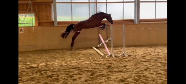 Menschenbezogenes Springtalent sucht Zuhause, Theresa Neumaier, Horses For Sale, Affaltern