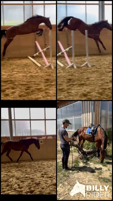 Menschenbezogenes Springtalent sucht Zuhause, Theresa Neumaier, Horses For Sale, Affaltern, Image 8