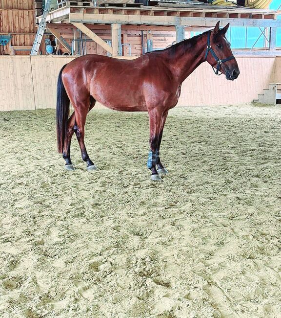 Menschenbezogenes Springtalent sucht Zuhause, Theresa Neumaier, Horses For Sale, Affaltern, Image 7