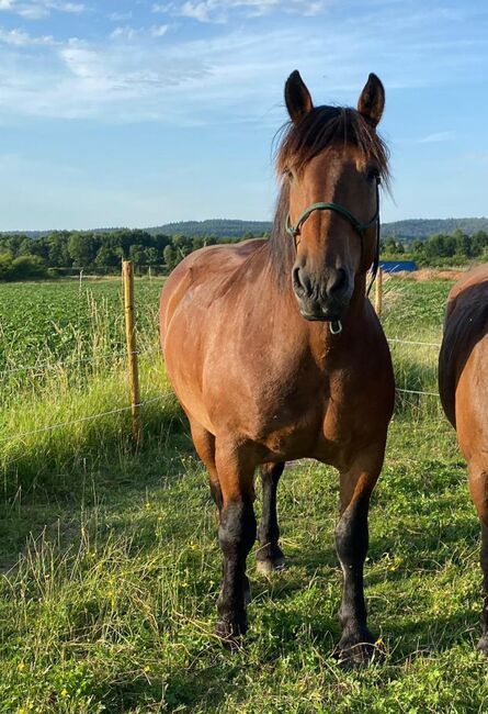 Menschenbezogener Norikerwallach sucht neue Lebensaufgabe, Pferdevermittlung Leus, Horses For Sale, Merzig, Image 8