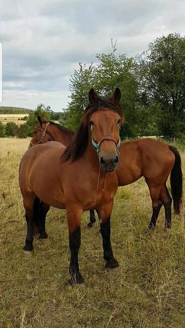 Menschenbezogener Norikerwallach sucht neue Lebensaufgabe, Pferdevermittlung Leus, Horses For Sale, Merzig, Image 6