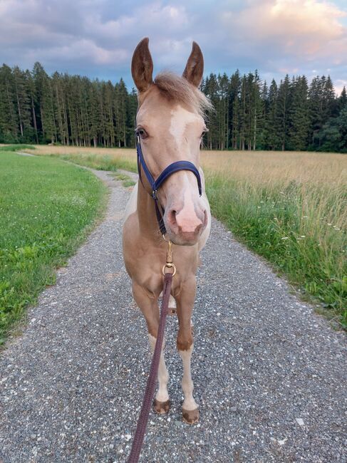 Magic sucht neues Zuhause, D.Y., Horses For Sale, Puchschachen, Image 3