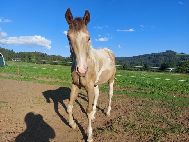 Magic sucht neues Zuhause, D.Y., Horses For Sale, Puchschachen, Image 5