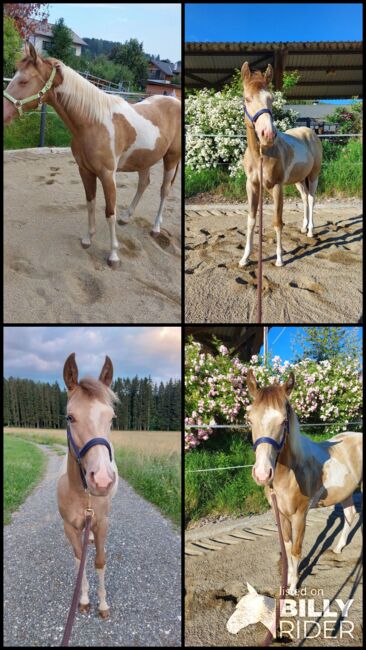 Magic sucht neues Zuhause, D.Y., Horses For Sale, Puchschachen, Image 9