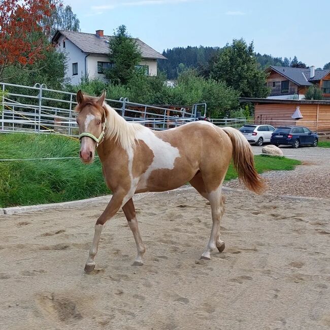 Magic sucht neues Zuhause, D.Y., Pferd kaufen, Puchschachen, Abbildung 7