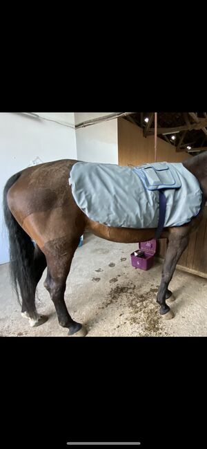 Magnetfelddecke, Enzywell Magnetfelddecke , Nadja Oberhuber, Reflective Horse Wear, Weißenburg in Bayern