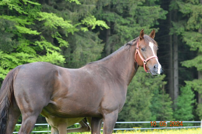 Magnum Chic Dream/Custom Crome Enkelin, Kerstin Rehbehn (Pferdemarketing Ost), Horses For Sale, Nienburg, Image 3