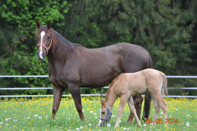 Magnum Chic Dream/Custom Crome Enkelin, Kerstin Rehbehn (Pferdemarketing Ost), Horses For Sale, Nienburg, Image 5