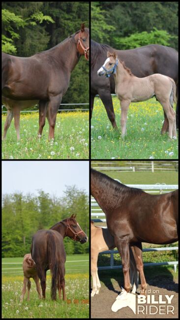 Magnum Chic Dream/Custom Crome Enkelin, Kerstin Rehbehn (Pferdemarketing Ost), Horses For Sale, Nienburg, Image 8