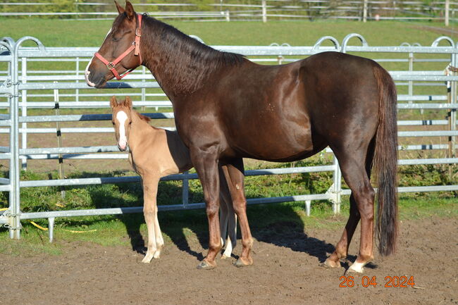 Magnum Chic Dream/Custom Crome Enkelin, Kerstin Rehbehn (Pferdemarketing Ost), Horses For Sale, Nienburg, Image 6