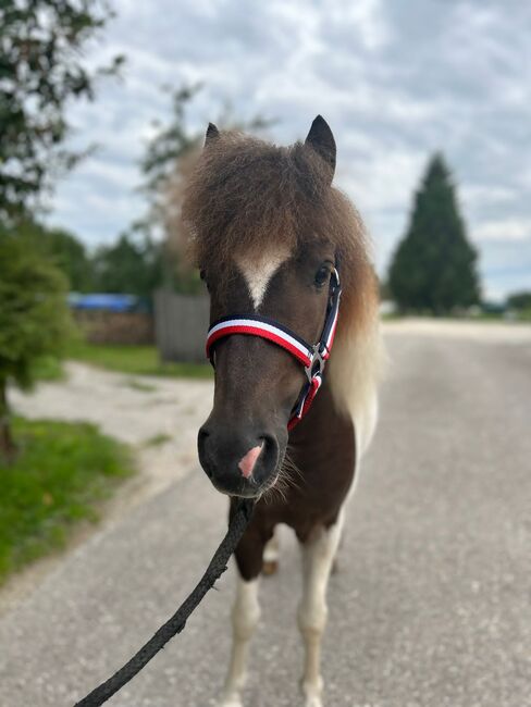 Shetty Majestro, Sport- und Freizeitpferde Fuchs, Horses For Sale, Ellgau, Image 2