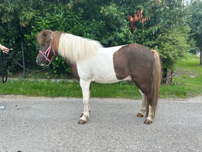 Shetty Majestro, Sport- und Freizeitpferde Fuchs, Horses For Sale, Ellgau, Image 3