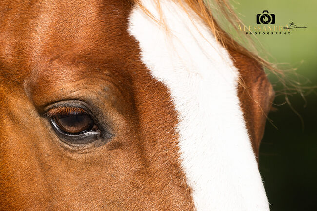 Makar - Ungarisches Pony, Wallach, 12 Jahre, Fuchs mit Blesse, WOW Pferd  (WOW Pferd), Pferd kaufen, Bayern - Attenkirchen, Abbildung 3