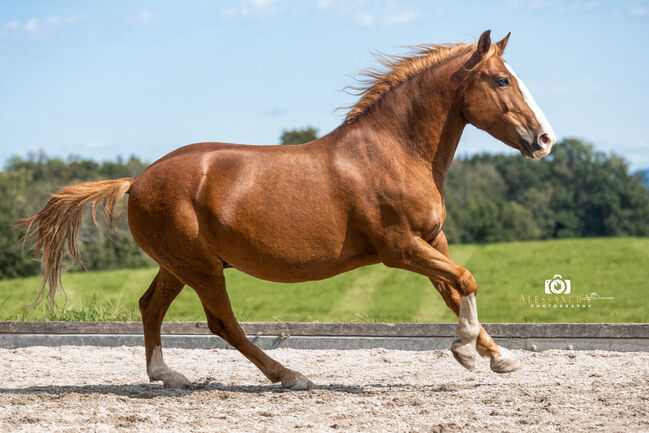 Makar - Ungarisches Pony, Wallach, 12 Jahre, Fuchs mit Blesse, WOW Pferd  (WOW Pferd), Pferd kaufen, Bayern - Attenkirchen, Abbildung 4