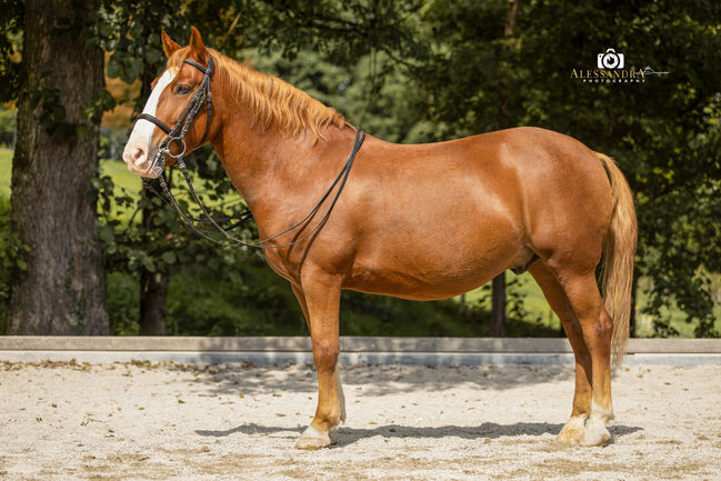 Makar - Ungarisches Pony, Wallach, 12 Jahre, Fuchs mit Blesse, WOW Pferd  (WOW Pferd), Pferd kaufen, Bayern - Attenkirchen, Abbildung 5