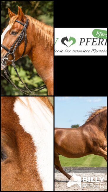 Makar - Ungarisches Pony, Wallach, 12 Jahre, Fuchs mit Blesse, WOW Pferd  (WOW Pferd), Pferd kaufen, Bayern - Attenkirchen, Abbildung 7