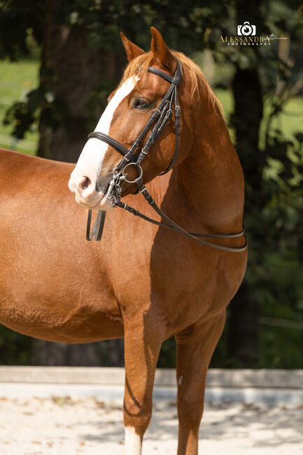 Makar - Ungarisches Pony, Wallach, 12 Jahre, Fuchs mit Blesse, WOW Pferd  (WOW Pferd), Pferd kaufen, Bayern - Attenkirchen, Abbildung 6