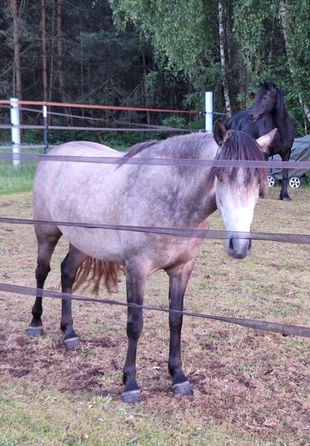 Kleine Lusitano-Mix Stute 3 jahre alt, Anna, Konie na sprzedaż, Celle, Image 2