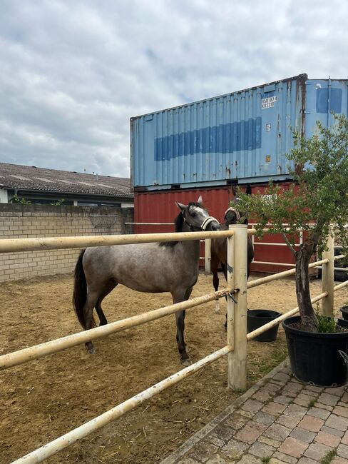 Verkaufe kleinpferd, Daniela Müller , Konie na sprzedaż, Hochstadt , Image 2